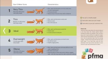 Is your cat fat?