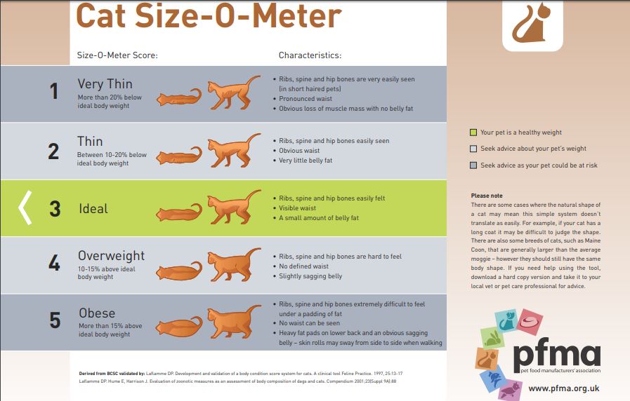 Is Your Cat Fat? - Love Cats Pet Sitters